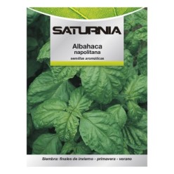 Semillas Aromáticas Albahaca Gigante (5 gramos) Horticultura, Horticola, Semillas Huerto,