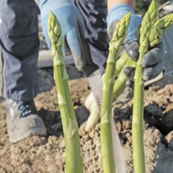 Cuchillo Recolectar Esparragos 26 cm, Cuchillo Esparraguero, Cortador Esparragos, Cuchillo Corta Esparragos