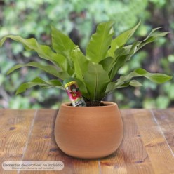 Agua Gelificada Para Riego Con Dispensador 300 ml,