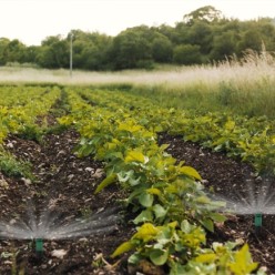 Difusor Emergente 3" Para GoteosToma H 1/2" Regulación 0-360º, Riego Por Goteo, Microaspersión, Riego Por Nebulizacion