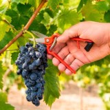 Tijeras Vendimiar Forjada Recta  1 Mano   19 cm, al por Mayor | Almacén de Ferretería