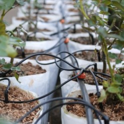 Tuberia De Riego Por Goteo Ø 16 mm, Espesor Tubo 1,2 mm, Uso Agricola 50 Metros