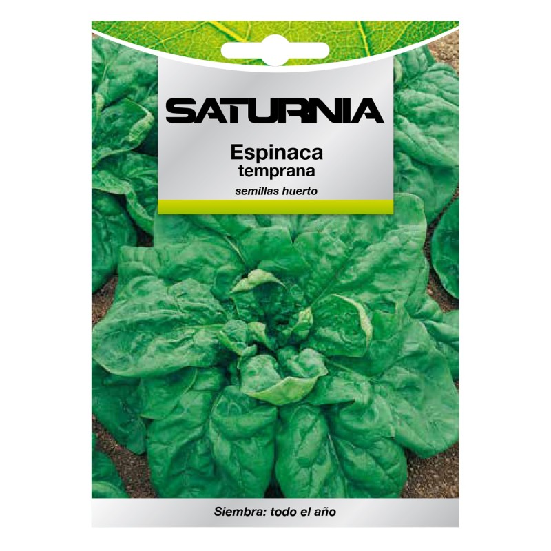 Semillas Espinaca Temprana (8 gramos) Semillas Verduras, Horticultura, Horticola, Semillas Huerto,