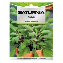 Semillas Aromaticas Salvia (1 gramo) Horticultura, Horticola, Semillas Huerto,