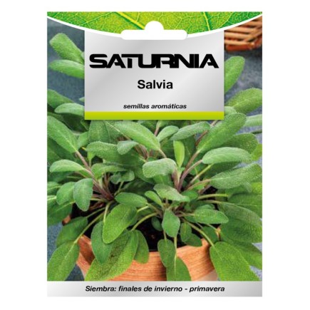 Semillas Aromaticas Salvia (1 gramo) Horticultura, Horticola, Semillas Huerto,