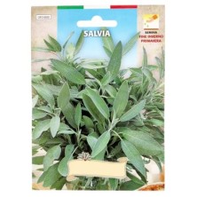 Semillas Aromaticas Salvia (1 gramo) Horticultura, Horticola, Semillas Huerto,