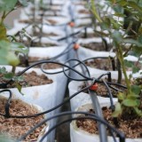 Tuberia De Riego Por Goteo Ø 16 mm, Espesor Tubo 1,2 mm, Uso Agricola 25 Metros al por Mayor | Almacén de Ferretería