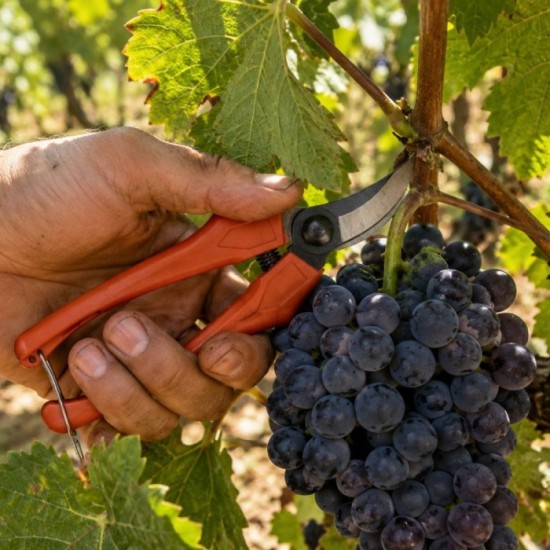 Tijeras Vendimiar Curva 1 Mano   P20/18 cm, al por Mayor | Almacén de Ferretería