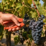 Tijeras Vendimiar Recta  1 Mano  P10/18 cm, al por Mayor | Almacén de Ferretería